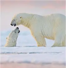  ?? ?? Polar bears share a greeting in the Arctic