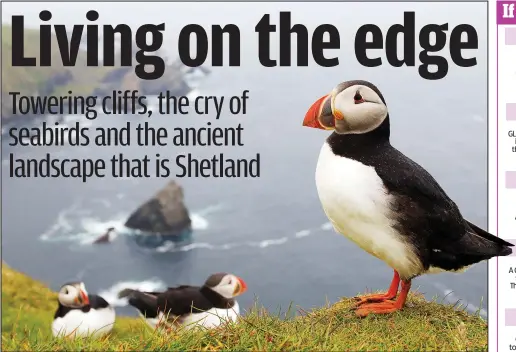  ??  ?? Bird’s-eye view: Puffins, known locally as tammie norries, inhabit the cliffs of Shetland’s Sumburgh Head Nature Reserve