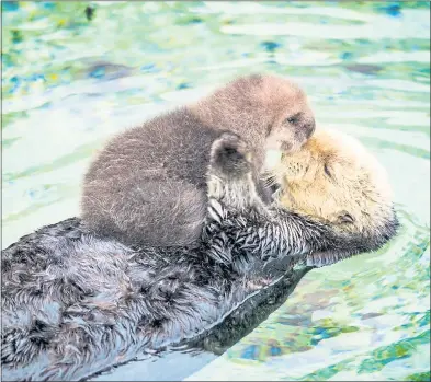  ?? MONTEREY BAY AQUARIUM ?? Visitors taking the Monterey Bay Aquarium’s sea otter conservati­on tour can catch a glimpse of mommy and me time for some of the aquarium’s most beloved creatures.