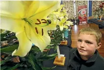 ?? PHOTO: JOHN BISSET/STUFF ?? Lukas Brown, 9, of Ashburton, admires a lily at the South Canterbury show over the weekend.