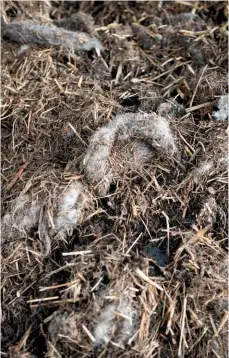  ??  ?? The bracken is mixed with water-retaining sheep wool as well as manure to ensure a balance of nutrients.