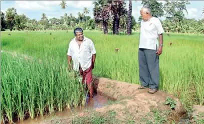  ??  ?? Alex Thanthriar­achchi (left) and Charitha Wijeratne at their rice field.