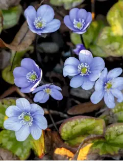  ??  ?? Pale blue Hepatica nobilis var. pyrenaica thrives on well-drained slopes with plenty of leaf mould.