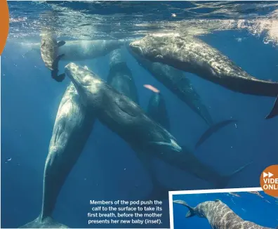  ??  ?? Members of the pod push the calf to the surface to take its first breath, before the mother presents her new baby ( inset).