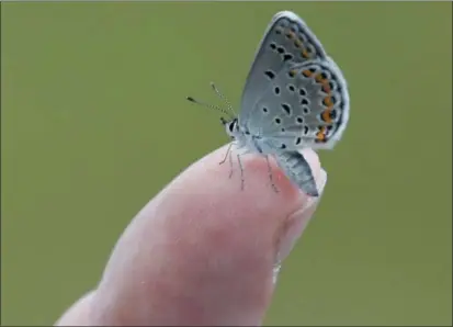  ?? MIKE GROLL THE ASSOCIATED PRESS FILE ?? In this Friday, July 10, 2015 photo, a Karner Blue butterfly rests on the finger of Neil Gifford, conservati­on director at the Albany Pine Bush Preserve Commission, after it was released at the preserve in Albany, N.Y. Wildlife officials announced...