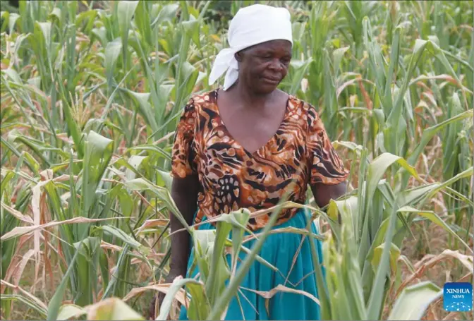  ?? ?? Jane Chari looks at her wilting maize crop