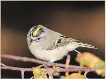  ?? KARL EGRESSY/SPECIAL TO THE EXAMINER ?? Tiny golden-crowned kinglets migrate through the Kawarthas in October.