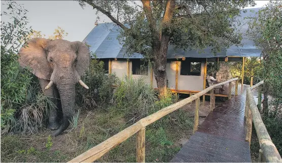  ?? DAVE HAMMAN ?? An elephant approaches the camp at Chitabe Lediba, where private guest tents have all the comforts of home, including full bathrooms and showers.