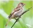  ?? FOTO: DPA ?? Ein weiblicher Haussperli­ng, volkstümli­ch als Spatz bekannt.