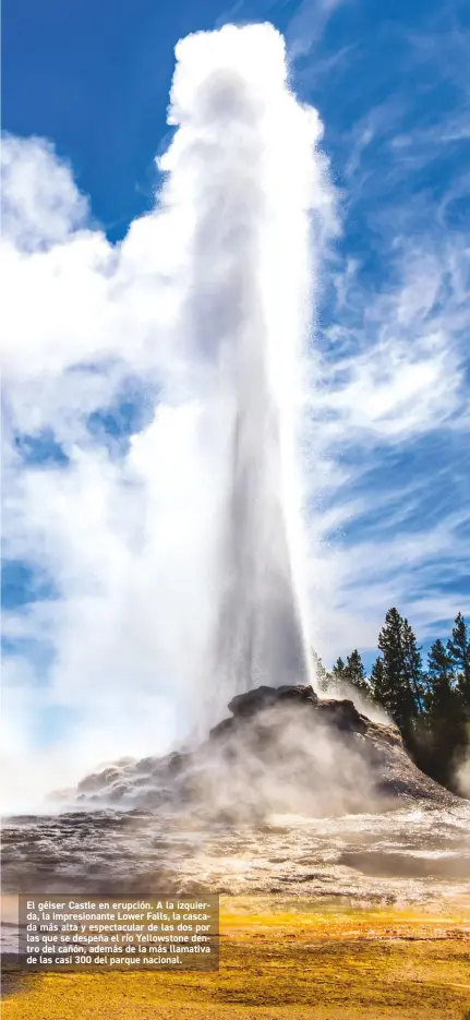  ??  ?? El géiser Castle en erupción. A la izquierda, la impresiona­nte Lower Falls, la cascada más alta y espectacul­ar de las dos por las que se despeña el río Yellowston­e dentro del cañón, además de la más llamativa de las casi 300 del parque nacional.