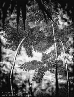  ?? ?? In the Garden at Chislehurs­t #8251 Laurie Freitag © All rights reserved.