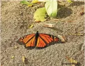  ?? Darlene Burgess via AP ?? A monarch butterfly rests on the ground Wednesday at Point Pelee National Park in Canada. A large population of already-vulnerable monarchs is stuck in Canada and in the Northeast.