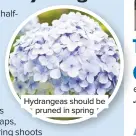  ??  ?? Hydrangeas should be pruned in spring