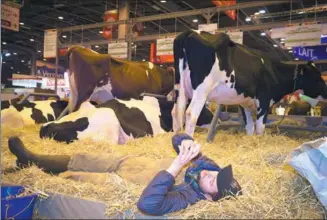  ?? AFP ?? A farmer looks at his phone as he lies next to his cattle at the Agricultur­e Fair in Paris on Sunday.