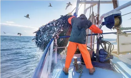  ?? Photograph: Monty Rakusen/Getty Images ?? For the third year in a row, UK ministers have agreed to set at least half of the catch limits for shared fish stocks above what scientists have advised.