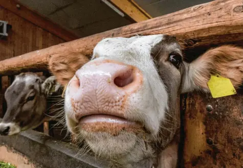  ?? Foto: Ralf Lienert ?? Hat ein Landwirt in Dietmannsr­ied seine Kühe und Kälber misshandel­t? Es steht Aussage gegen Aussage.