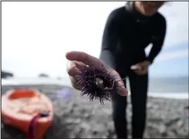  ?? ?? Margaret Seelie holds an urchin during an event to remove them with the hope of restoring kelp forests Sept. 30 near Caspar. Urchins have hurt giant kelp and bull kelp.