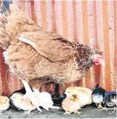  ?? PHOTO: JAMES FLYNN ?? Record breaker: Marmalade with some of her chicks.