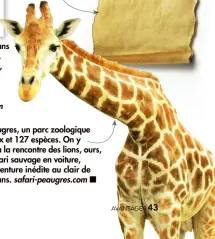  ??  ?? S’émerveille­r… au Safari de Peaugres, un parc zoologique présentant environ 1 000 animaux et 127 espèces. On y parcourt 4 continents sur 80 ha, à la rencontre des lions, ours, pandas roux… Le temps d’un safari sauvage en voiture, d’une balade à pied ou d’une aventure inédite au clair de lune. 24 € et 20 € pour les 3-12 ans. safari-peaugres.com