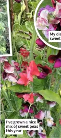  ??  ?? I've grown a nice mix of sweet peas this year
My dianthus and sweet pea posy