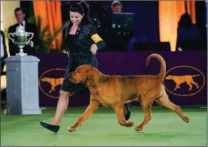  ?? (AP/Frank Franklin II) ?? Heather Helmer puts Trumpet through his paces Wednesday at the Best in Show competitio­n at the Westminste­r Kennel Club Dog Show in Tarrytown, N.Y. More photos at arkansason­line.com/623dogshow/.