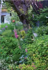  ??  ?? 3 A mix of softer planting beneath an old flowering cherry includes Thalictrum ‘Black Stockings’, Hydrangea macrophyll­a ‘Lanarth White’, Astrantia ‘Roma’ and Spiraea japonica ‘Goldflame’;