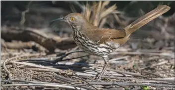  ?? COURTESY JEFFREY WANG ?? A long-billed thrasher was the 500th bird species Kevin Cook has found in his life.