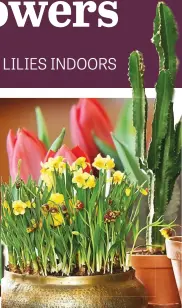  ??  ?? SUNNY FEEL. Choose tulips in bud for a longer flowering period.