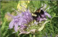  ?? The Associated Press ?? ENDANGERED BEES: This 2016 file photo provided by The Xerces Society shows a rusty patched bumblebee in Minnesota. The U.S. Fish and Wildlife Service on Tuesday officially designated the bee an endangered species.