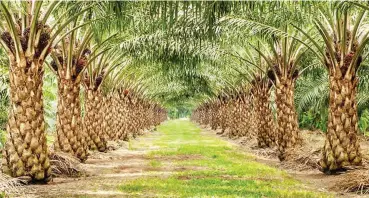  ??  ?? A file photo of a palm oil plantation.