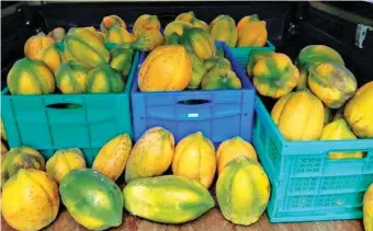  ??  ?? During the first batch of papaya, they had more fruits than they could handle so they gave away as many as they could and sell whatever they could.