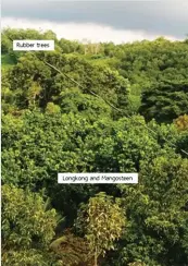  ??  ?? Fig. 7. Reforestat­ion farms in the slope of Mt. Apo in Magpet, Cotabato grown to falcata, rubber, longkong, durian, and mangosteen. All these trees provide excellent ground cover and cooling effect. The difference is in the income – high with fruit trees, low with falcata and rubber.