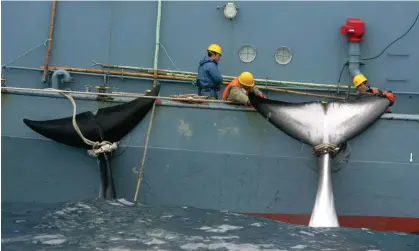  ?? ?? A Japanese whaling ship with two dead Antarctic minke whales in the Southern Ocean. Photograph:Jeremy Sutton-Hibbert/Alamy