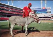  ?? JOHN MINCHILLO — THE ASSOCIATED PRESS FILE ?? In this file photo, Cincinnati Reds shortstop Zack Cozart pets Amos, a donkey from Honey Hill Farms, brought to the ballpark as a stand-in for the donkey Cozart is receiving from first baseman Joey Votto as a reward for making the All-Star Game, during...