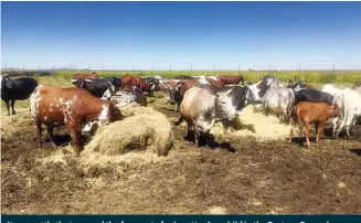  ?? ?? It was cattle that opened the farm gate for Loretta. As a child in the Eastern Cape, she grew up with them and when she moved to the city she operated as a speculativ­e buyer and seller of cattle. She currently has 140 commercial animals.