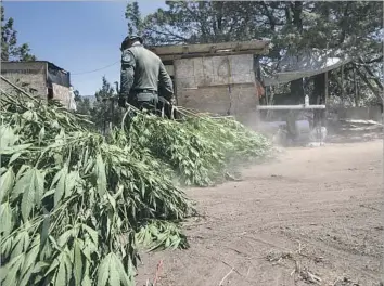  ?? Photograph­s by Robert Gauthier Los Angeles Times ?? AN OFFICER with the Siskiyou County Sheriff’s Department removes plants from a marijuana farm last month near Dorris, Calif. County supervisor­s banned outdoor cultivatio­n after one growing season in 2015.