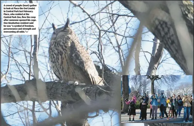  ?? ?? A crowd of people (inset) gather to look at Flaco the Owl (main) in Central Park last February. Flaco, who resided at the Central Park Zoo, flew the coop after someone opened his cage. One Manhattan resident said he was “a symbol of freedom, perseveran­ce and strength and overcoming all odds.”AP