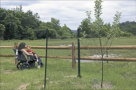  ?? Jessie Wardarski/Post-Gazette photos ?? Neena Cicirello of O'Hara sits in a stroller with her 2-year-old son Xavi, next to newly planted apple trees as they watch some horses graze at Woodland Park's newly opened edible trail.