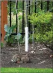  ?? DEAN FOSDICK VIA AP ?? This photo shows shows a tree guard protecting a young Magnolia tree from bark eating animals like the Eastern Cottontail rabbit grazing nearby in Langley, Wash. Most tree and shrub damage is winter is not from cold but rather from foraging wildlife.