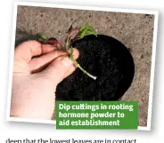  ??  ?? Dip cu ings in rooting hormone powder to aid establishm­ent