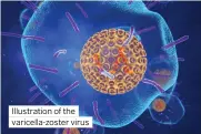  ?? ?? Illustrati­on of the varicella-zoster virus