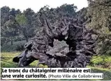  ?? (Photo Ville de Collobrièr­es) ?? Le tronc du châtaignie­r millénaire est une vraie curiosité.