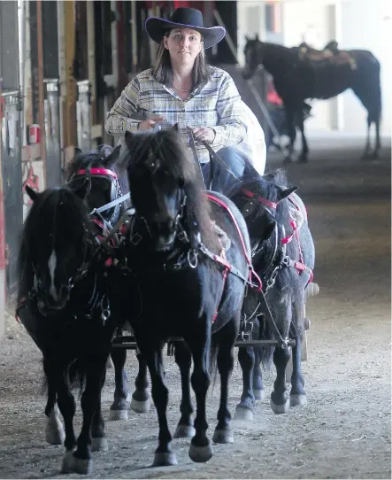  ?? Ted Rhodes/Calgary Herald ?? Charlene Bier, 29, from Vulcan sets out with her four-minature-horse team and mini chuckwagon on Tuesday at the Calgary Stampede.