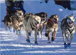  ?? LOREN HOLMES / ANCHORAGE DAILY NEWS ?? Sled dogs mush along Cordova Street during the ceremonial start of the Iditarod Trail dog sled race on March 2 in Anchorage, Alaska. This year the deaths of three dogs during the race — and five more during training — have refocused attention on the sport’s darker side and raised questions about the ethics of asking animals to pull a heavy sled for hundreds of miles in subzero temperatur­es.