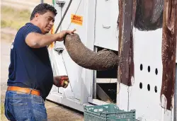  ?? ANJUM NAVEED/ASSOCIATED PRESS ?? Dr. Amir Khalil, a veterinari­an from the internatio­nal animal welfare organizati­on Four Paws, feeds an elephant named Kaavan, who is in a crate to be flown to a sanctuary in Cambodia.