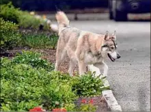  ?? Hans Pennink / Associated Press ?? Gov. Andrew M. Cuomo’s dog Captain, a Siberiansh­epherdMala­mute, walks the grounds of the Executive Mansion earlier this month in Albany.