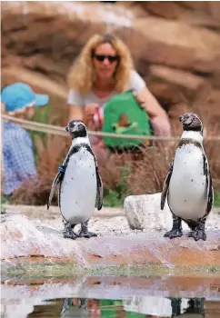  ??  ?? Das Pinguin-Gehege im Krefelder Zoo zählt zu den Attraktion­en, die im vergangene­n Jahr besonders viele Besucher angelockt haben.