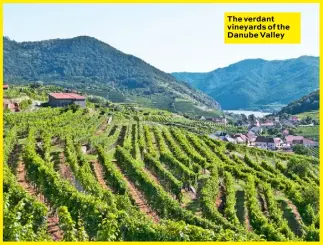  ??  ?? The verdant vineyards of the Danube Valley