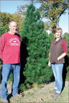  ?? TIMES photograph­s by Annette Beard ?? Martin and Jill Babb work all year preparing the Wonderland Christmas Tree Farm and gift shop to provide a special family holiday experience. This Virginia Pine has soft needles and makes an excellent tree.