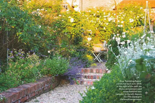  ??  ?? Rosa ‘Rambling Rector’ covers the back wall, while to the right of the path are Buxus sempervire­ns and white-flowered rose campion; to the left, Nepeta
‘Six Hills Giant’ and
Geranium sanguineum